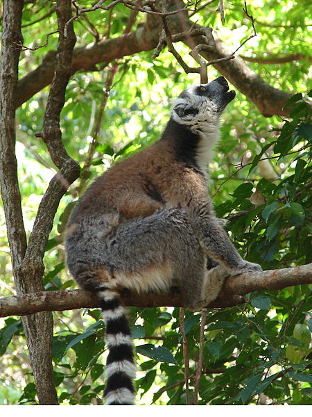 Ring-tailed lemurs are some of the most vocal primates.