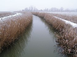 Blyt daryosi - geograph.org.uk - 101018.jpg