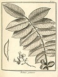 Robinia panacoco Aublet 1775 pl 307.jpg