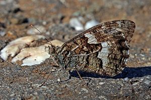 Rock grayling (Hipparchia semele) male.jpg