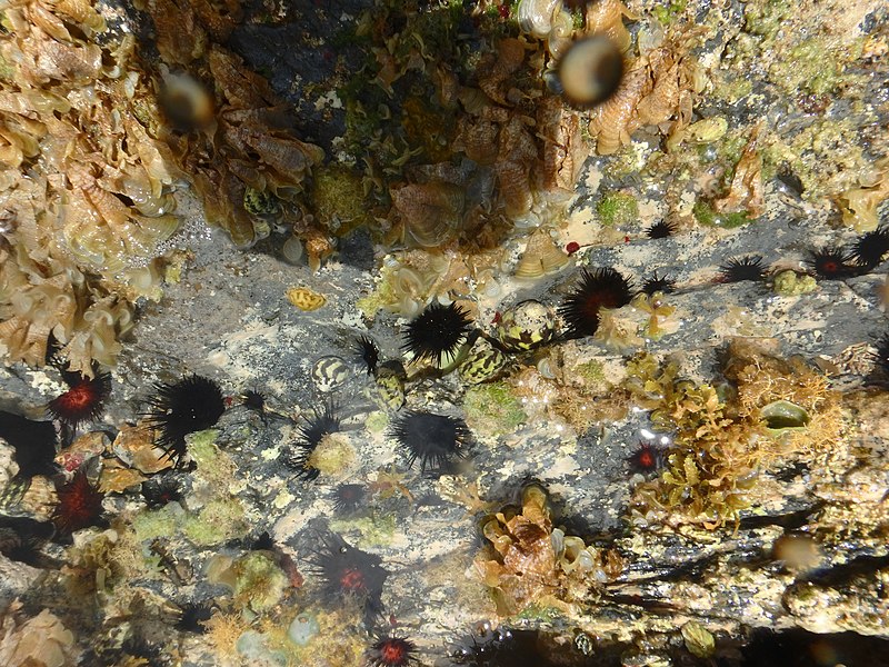 File:Rocky shallow pool St Croix US Virgin Islands.jpg