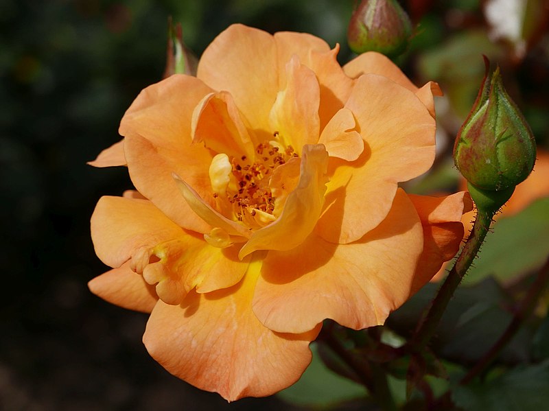 File:Rosa 'Westzeit' Noack 2004 01 (cropped).jpg