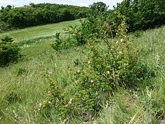 Rosa rubiginosa sl1.jpg