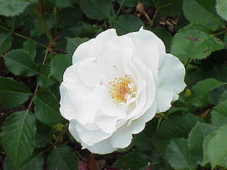 <i>Rosa</i> Margaret Merril White-blend Floribunda rose cultivar