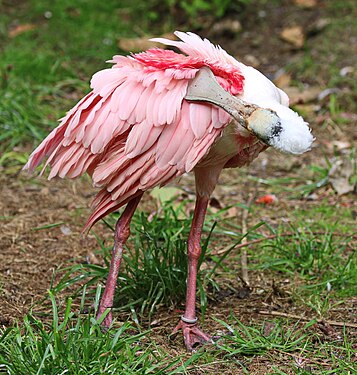 Rosalöffler (Platalea ajaja) im Weltvogelpark Walsrode 2H1A8830WI