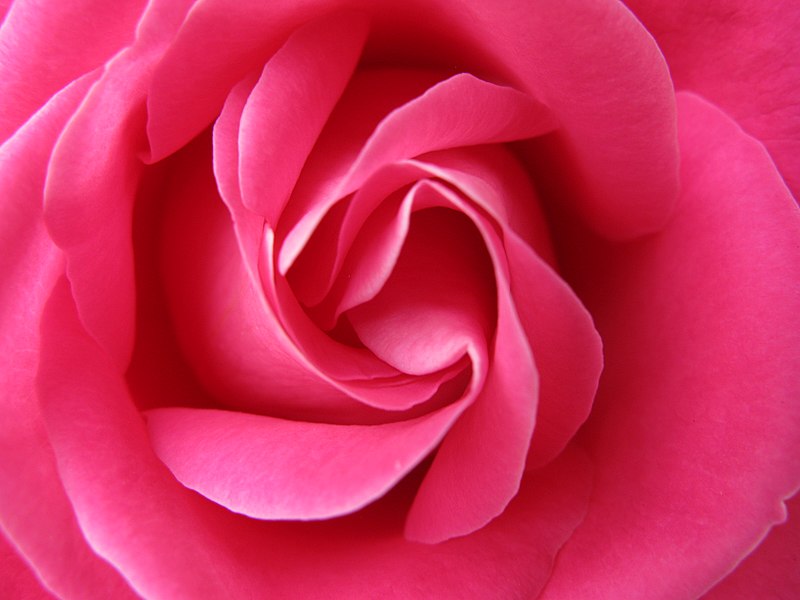 File:Rose (4647253714).jpg