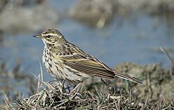 Rosy Pipit (34321870526).jpg