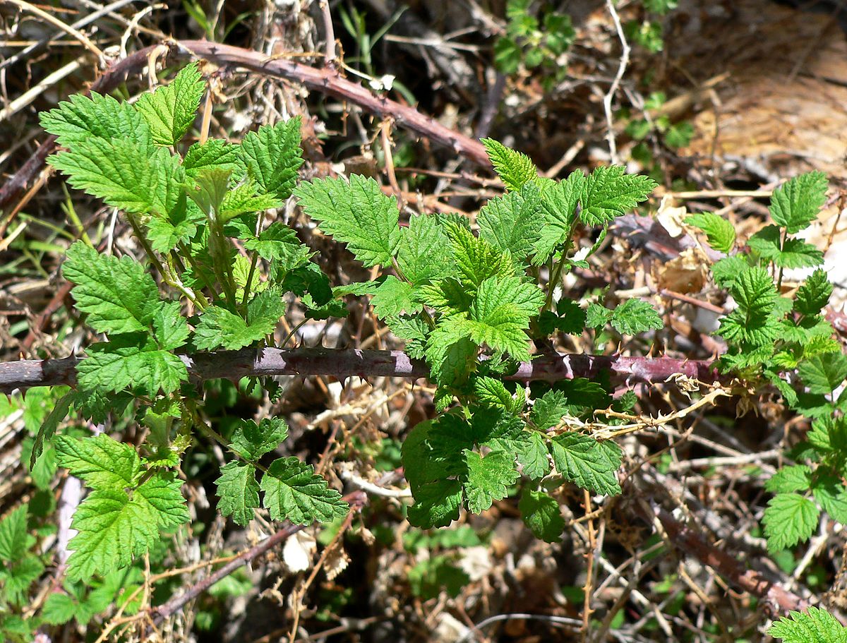 Framboise — Wikipédia