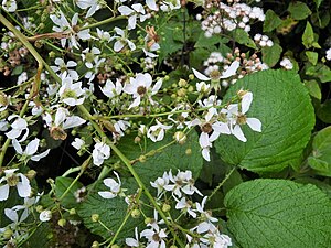 Rubus palmensis-flowering1-sm.jpg