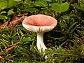 1. Russula sp.