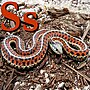 Миниатюра для Файл:S is for Snake.jpg