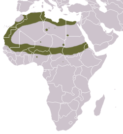 Saharan Striped Polecat area.png