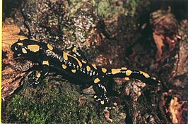 Salamandra salamandra salamandra