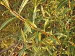 Salix purpurea 1.JPG