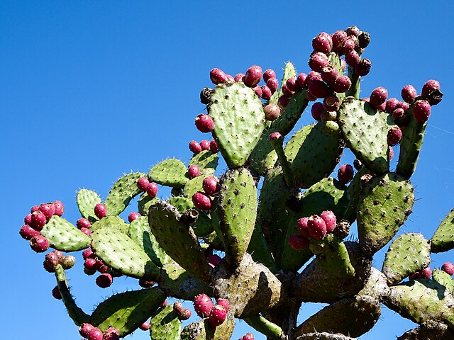 Foraging Cactus Paddles- Nopales/Nopalitos- and Prickly Pears- Tunas