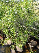 Saule laurier (Salix pentendra) au bord de l'eau.