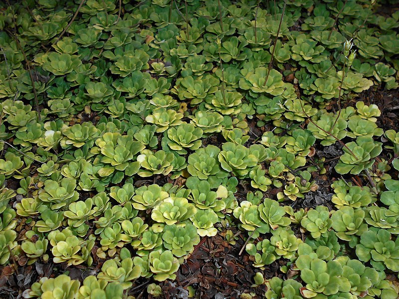 File:Saxifraga cuneifolia var. subintegra 2018-06-05 3146.jpg