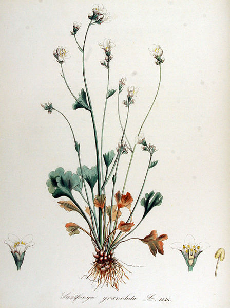 File:Saxifraga granulata — Flora Batava — Volume v14.jpg