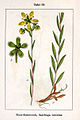 Saxifraga hirculus vol. 7 - plate 58 in: Jacob Sturm: Deutschlands Flora in Abbildungen (1796)