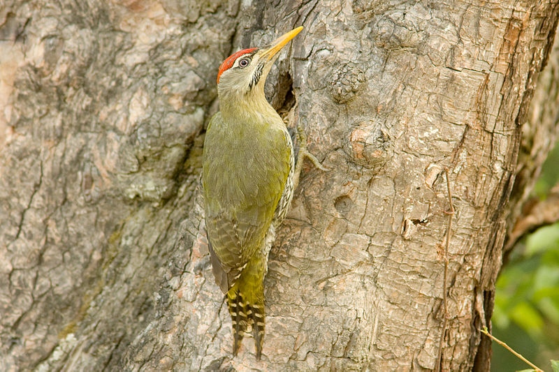 File:Scaly-bellied Woodpecker.jpg