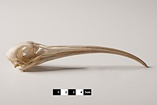 Skull of a scarlet ibis Scarlet Ibis skull "Eudocimus ruber" at MAV-USP.jpg