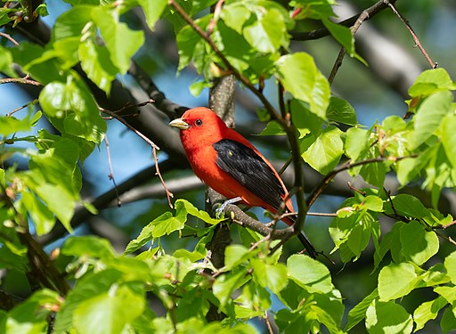 Scarlet tanager in Green-Wood Cemetery