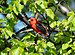 Scarlet tanager in GWC (50867).jpg