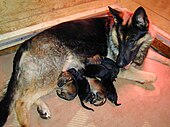 Немецкая овчарка со своими двухдневными щенками