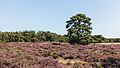 * Nomination Schaopedobbe (Schapenpoel). Pinus sylvestris in the heathland. --Agnes Monkelbaan 04:23, 9 October 2021 (UTC) * Promotion  Support Good quality. --Knopik-som 04:26, 9 October 2021 (UTC)