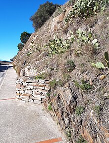 De nombreuses formations géologiques de Collioure ont plus de 500 millions d'années et présentent une schistosité marquée, comme dans cet affleurement le long de la route D114, en haut de la ville.