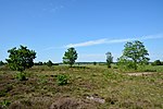 Schleswig-Holstein, Elpersbüttel, landscape protection area Jägersburger Heide NIK 3316.jpg