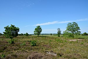 Schleswig-Holstein, Elpersbüttel, Landschaftsschutzgebiet Jägersburger Heide NIK 3316.jpg