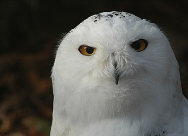 Портрет снежне сове