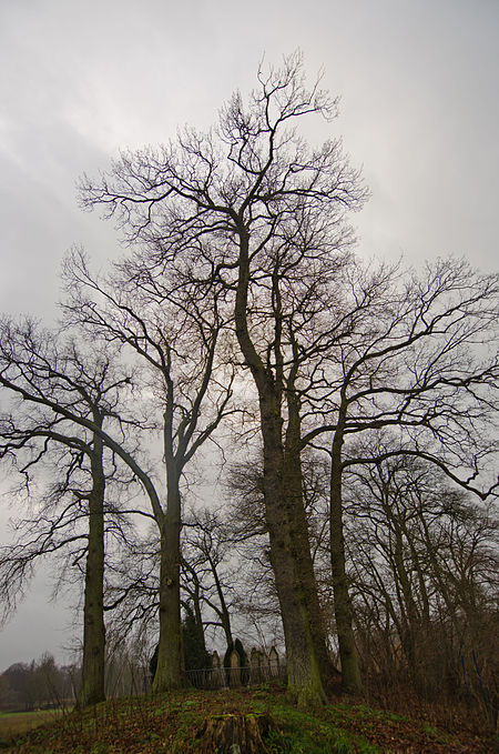 Schwaan Jüdischer Friedhof 1