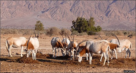 Oryx dans la réserve de Hai-Bar, Yotvata.