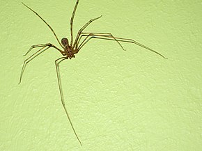 Scytodes_globula_Araña_Tigre.jpg resminin açıklaması.