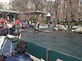 Sea lions entertaining crowd in Central Park Zoo, New York City.jpg