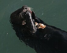 Sea otter Enhydra lutris consuming a crab while using his belly as a table.jpg