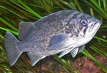 Old, fat, female rockfish are the best producers. Sebastes mystinus 2.jpg