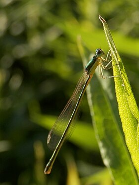 Nehalennia sp.