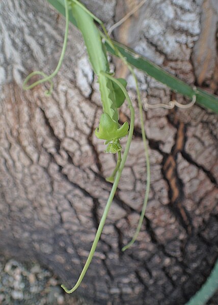 File:Selenicereus grandiflorus kz04.jpg