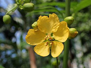 <i>Senna barclayana</i> Species of legume