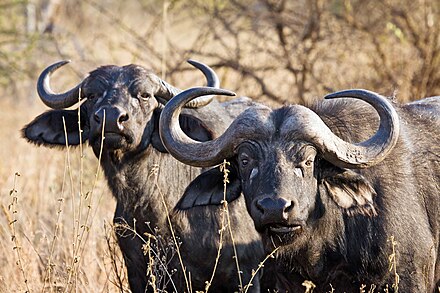 African buffalo (both sexes have horns)