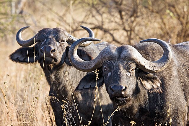 Bovids have unbranched horns.