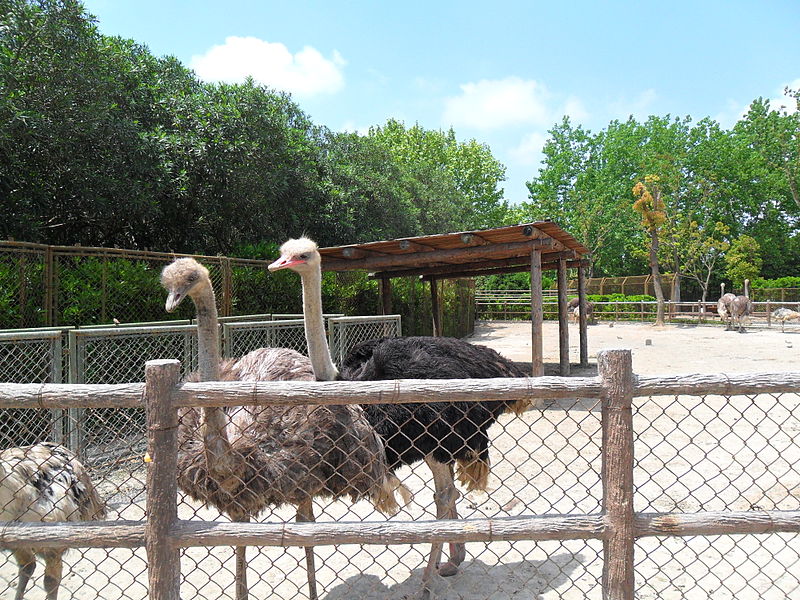 File:Shanghai Wild Animal Park.JPG