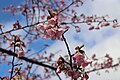 P017 修禅寺紅寒桜 Shuzenjibenikanzakura 花の写真