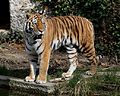 Sibirischer Tiger (Panthera tigris altaica), Tierpark Hellabrunn, München