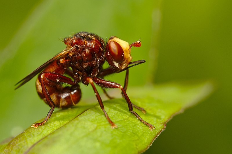 File:Sicus Ferrugineus (161649157).jpeg