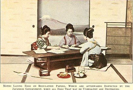 Women wearing tasuki while inspecting silk worm eggs.
