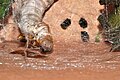 Silkworm in action, spinning a thread